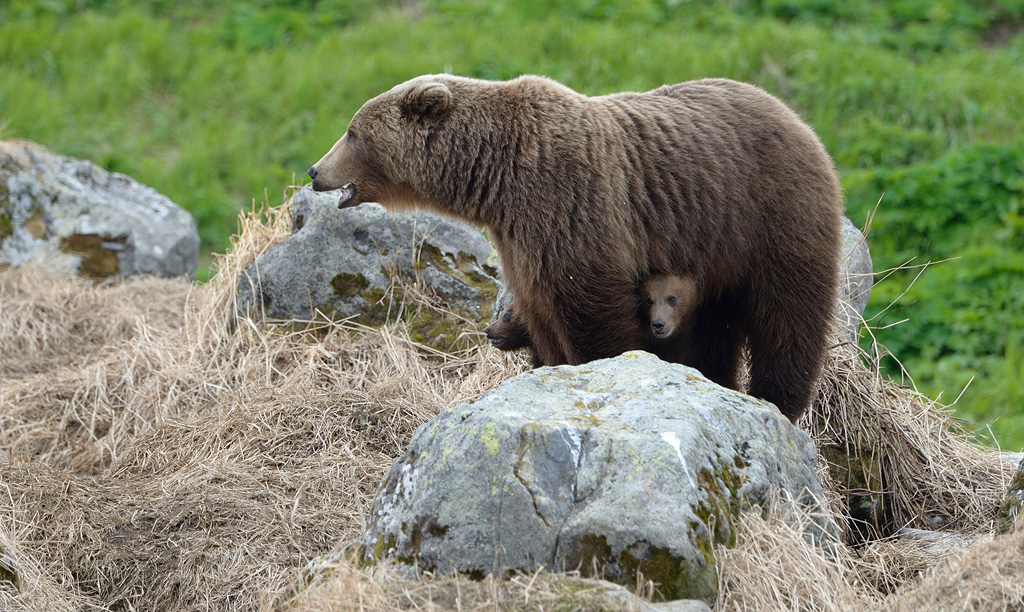 Bear